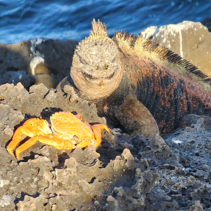 SCA Roasting Professional In The Galapagos